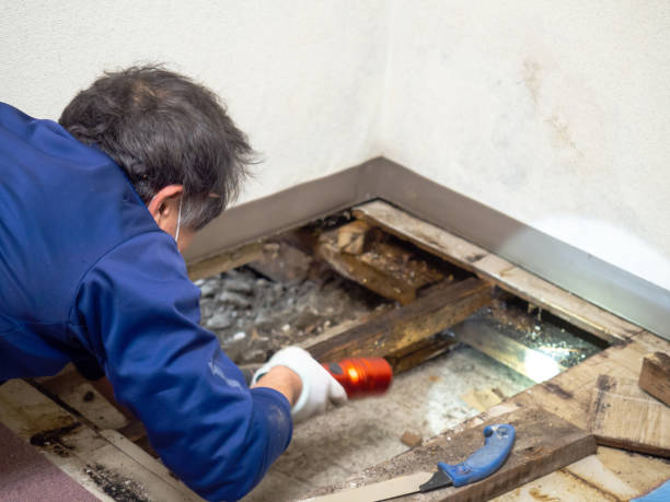 Best Health and Safety Mold Remediation in Fond Du Lac, WI