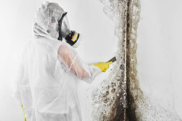 Best White Mold Remediation in Fond Du Lac, WI