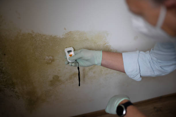 Best DIY Mold Remediation Support Services in Fond Du Lac, WI