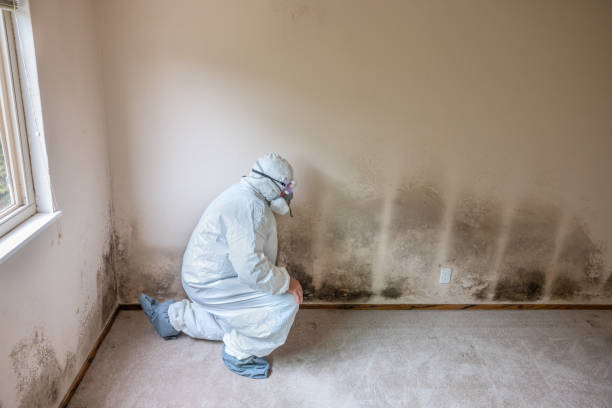 Best Post-Flood Mold Remediation in Fond Du Lac, WI