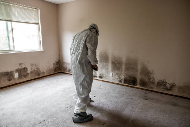 Best Attic Mold Remediation in Fond Du Lac, WI