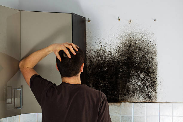 Best Insurance-Related Mold Remediation in Fond Du Lac, WI